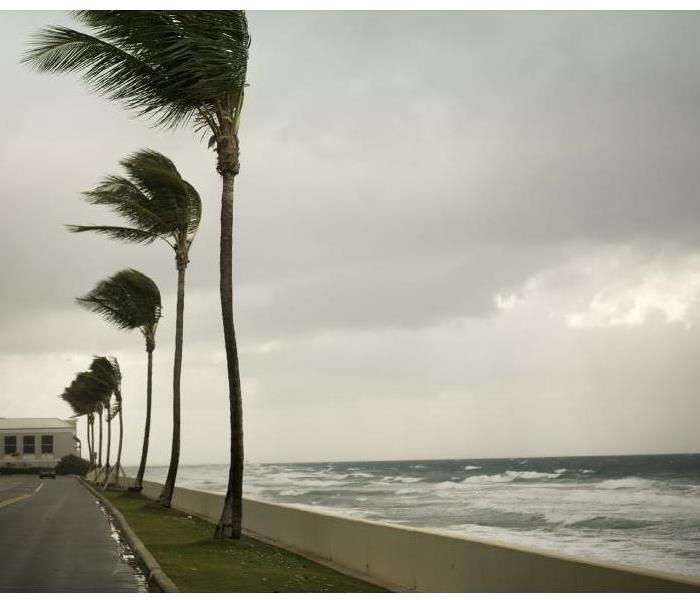 windy coast with palm trees