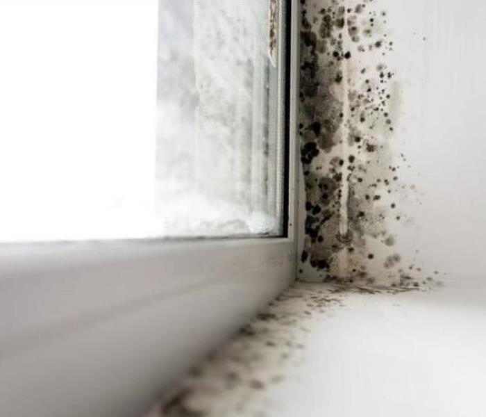 mold on window